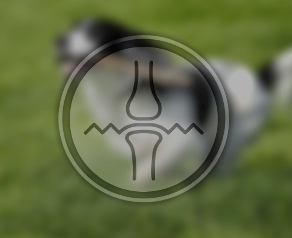 SANTÉ DES ARTICULATIONS