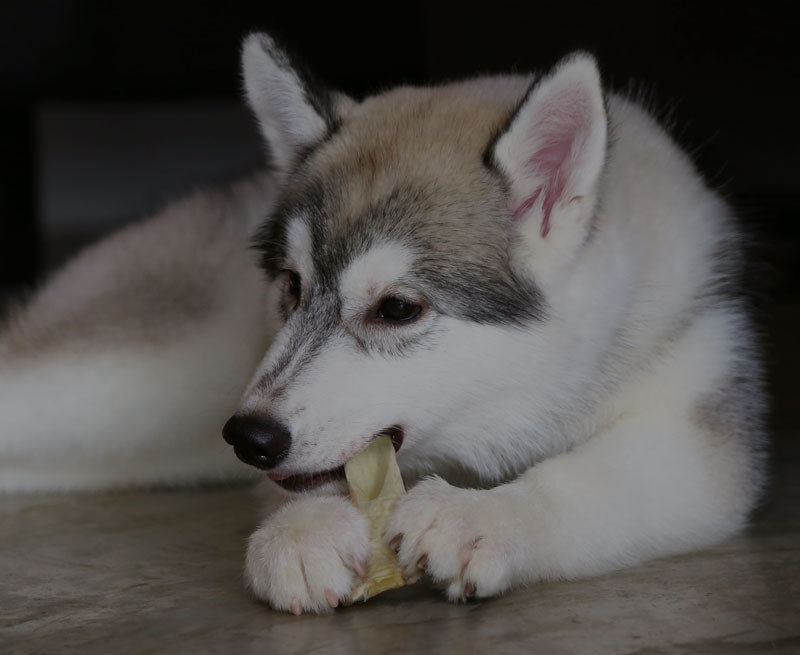 Bâtons Bully & Pizzle