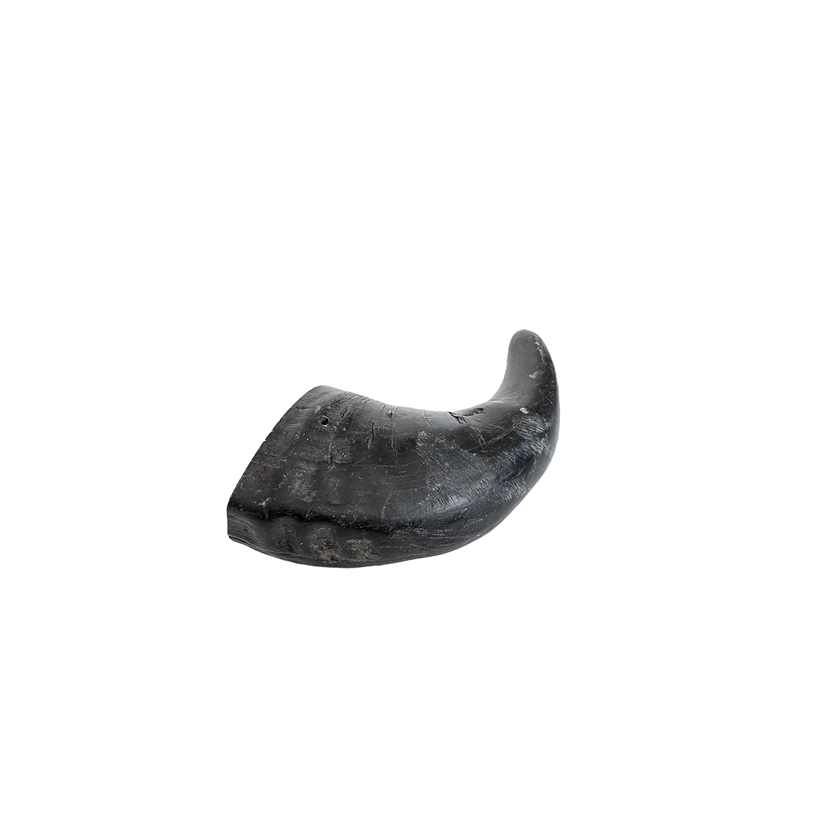 Corne de buffle d'eau